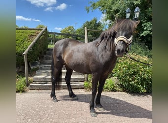 Icelandic Horse, Mare, 18 years, 13,2 hh, Bay-Dark