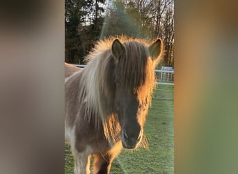 Icelandic Horse, Mare, 18 years, 13,2 hh, Dun