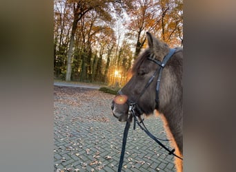Icelandic Horse, Mare, 18 years, 13,2 hh, Dun