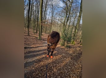 Icelandic Horse, Mare, 18 years, 14 hh, Bay-Dark