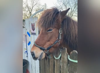 Icelandic Horse, Mare, 18 years, 14 hh, Bay-Dark