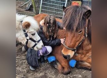 Icelandic Horse, Mare, 18 years, 14 hh, Bay-Dark