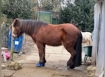 Icelandic Horse, Mare, 18 years, 14 hh, Bay-Dark