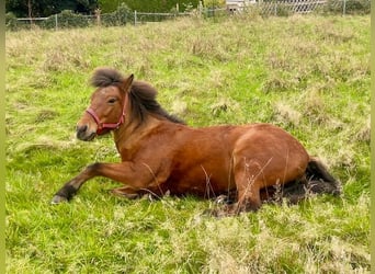 Icelandic Horse, Mare, 18 years, 14 hh, Bay-Dark
