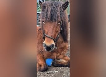 Icelandic Horse, Mare, 18 years, 14 hh, Bay-Dark