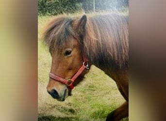 Icelandic Horse, Mare, 18 years, 14 hh, Bay-Dark