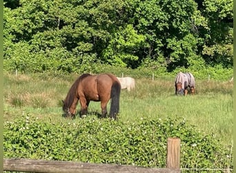 Icelandic Horse, Mare, 18 years, 14 hh, Bay-Dark