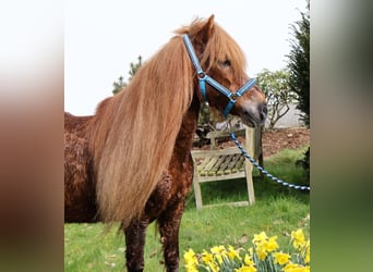 Icelandic Horse, Mare, 19 years, 13.1 hh, Chestnut-Red