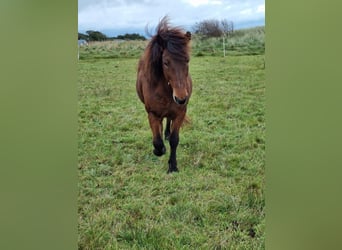 Icelandic Horse, Mare, 19 years, 13.2 hh, Brown