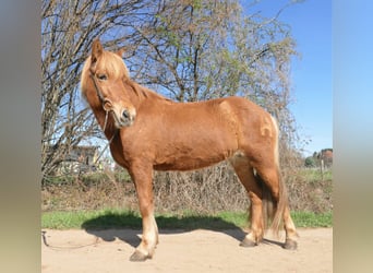 Icelandic Horse, Mare, 19 years, 13.2 hh, Chestnut-Red