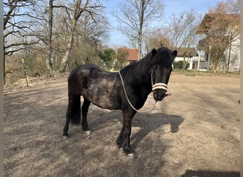 Icelandic Horse, Mare, 19 years, 13,1 hh, Black