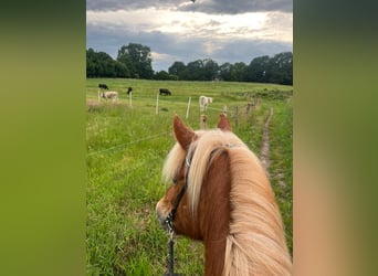 Icelandic Horse, Mare, 19 years, 13,2 hh, Sorrel