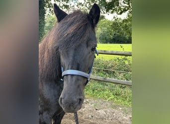 Icelandic Horse, Mare, 19 years, 14 hh, Black