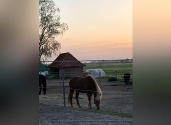 Icelandic Horse, Mare, 19 years, 14 hh, Chestnut-Red