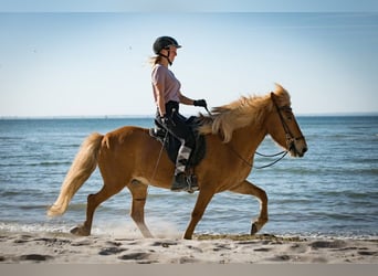 Icelandic Horse, Mare, 19 years, 14 hh, Chestnut-Red