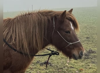 Icelandic Horse, Mare, 19 years, Chestnut-Red