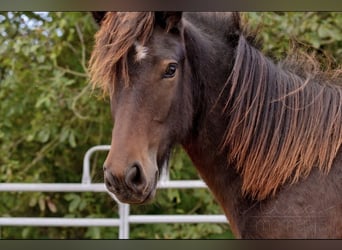 Icelandic Horse, Mare, 1 year, 12,3 hh, Brown