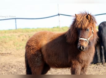 Icelandic Horse, Mare, 1 year, 13.1 hh, Smoky-Black