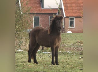 Icelandic Horse, Mare, 1 year, 13.2 hh, Black