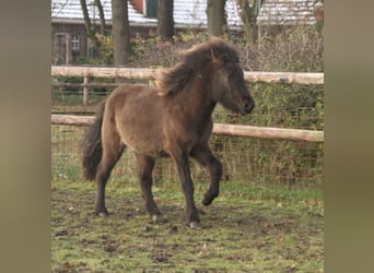 Icelandic Horse, Mare, 1 year, 13.2 hh, Black