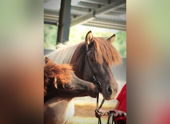 Icelandic Horse, Mare, 1 year, 13.2 hh, Black
