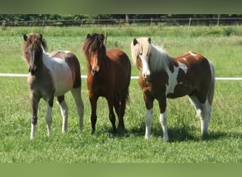 Icelandic Horse, Mare, 1 year, 13.2 hh, Brown