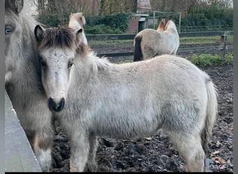 Icelandic Horse, Mare, 1 year, 13,2 hh, Buckskin