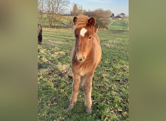 Icelandic Horse, Mare, 1 year, 13.2 hh, Chestnut-Red