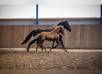 Icelandic Horse, Mare, 1 year, 13.2 hh, Chestnut-Red