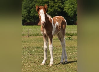 Icelandic Horse, Mare, 1 year, 13.2 hh