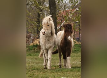 Icelandic Horse, Mare, 1 year, 13.2 hh, Palomino