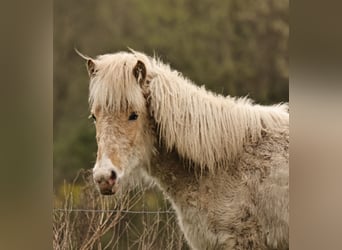 Icelandic Horse, Mare, 1 year, 13.2 hh, Palomino