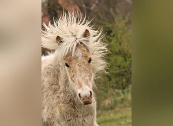 Icelandic Horse, Mare, 1 year, 13.2 hh, Palomino