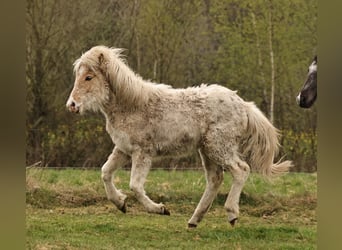 Icelandic Horse, Mare, 1 year, 13.2 hh, Palomino