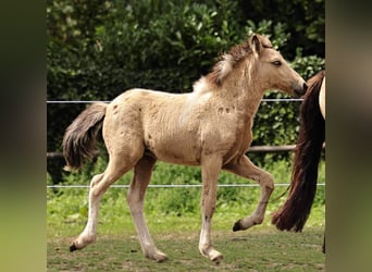 Icelandic Horse, Mare, 1 year, 13.2 hh, Pinto