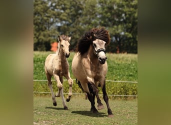 Icelandic Horse, Mare, 1 year, 13.2 hh, Pinto