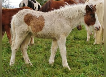 Icelandic Horse, Mare, 1 year, 13.2 hh, Pinto