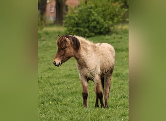 Icelandic Horse, Mare, 1 year, 13.2 hh, Roan-Bay