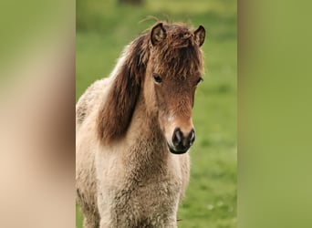 Icelandic Horse, Mare, 1 year, 13.2 hh, Roan-Bay