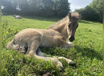 Icelandic Horse, Mare, 1 year, 13,3 hh, Roan-Bay