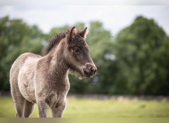 Icelandic Horse, Mare, 1 year, 13,2 hh, Black