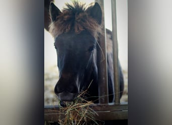 Icelandic Horse, Mare, 1 year, 13,2 hh, Black