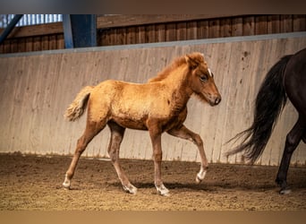Icelandic Horse, Mare, 1 year, 13,2 hh, Chestnut-Red