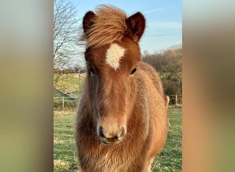 Icelandic Horse, Mare, 1 year, 13,2 hh, Chestnut-Red