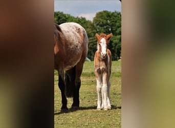 Icelandic Horse, Mare, 1 year, 13,2 hh