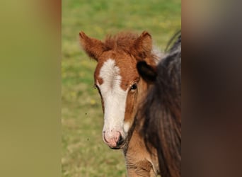 Icelandic Horse, Mare, 1 year, 13,2 hh