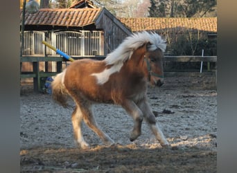 Icelandic Horse, Mare, 1 year, 13,2 hh, Pinto