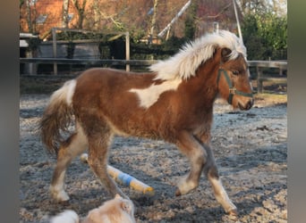 Icelandic Horse, Mare, 1 year, 13,2 hh, Pinto