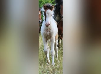 Icelandic Horse, Mare, 1 year, 13,2 hh, Pinto