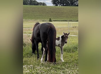 Icelandic Horse, Mare, 1 year, 13,3 hh